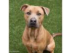 Adopt KING a Pit Bull Terrier