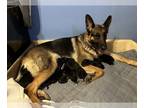 German Shepherd Dog PUPPY FOR SALE ADN-764158 - Litter of 9