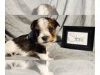 Yorkshire Terrier PUPPY FOR SALE ADN-764151 - Yorkshire Terrier Parti Puppies