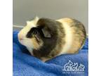 Adopt CREAM a Guinea Pig