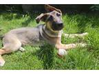 Adopt HUNTER a German Shepherd Dog, Mixed Breed
