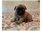 Pug PUPPY FOR SALE ADN-764272 - Adorable Pugs