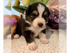 Australian Shepherd PUPPY FOR SALE ADN-764252 - AKC Australian shepherd puppies