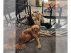 Goldendoodle PUPPY FOR SALE ADN-764097 - Goldendoodle Puppies