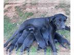 Labrador Retriever PUPPY FOR SALE ADN-764244 - AKC Black Labrador Retrievers