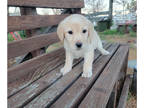 Labrador Retriever PUPPY FOR SALE ADN-764305 - English Labrador Girl