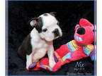 Boston Terrier PUPPY FOR SALE ADN-763950 - Boston Terrier Male Puppy Nix