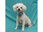 Adopt LUCKY a Poodle