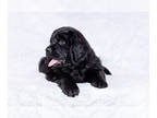 Newfoundland PUPPY FOR SALE ADN-764240 - Quality AKC Newfoundland puppies