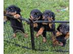 Rottweiler PUPPY FOR SALE ADN-763953 - AKC Rottweiler Puppies