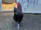 Adopt LEROY a Chicken