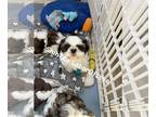 Shih Tzu PUPPY FOR SALE ADN-764246 - Shihtzu puppies available