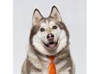 Adopt MANNY a Alaskan Malamute