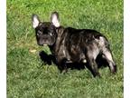 French Bulldog PUPPY FOR SALE ADN-764212 - AKC French Bulldog Puppies