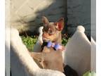 Chihuahua PUPPY FOR SALE ADN-764251 - Risha Bright rare lilac and tan