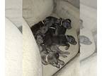 Great Dane PUPPY FOR SALE ADN-764141 - Litter of 9