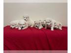 Samoyed PUPPY FOR SALE ADN-764116 - Samoyed Puppies