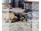 Mastiff PUPPY FOR SALE ADN-764187 - Smith Family English Mastiffs LLC