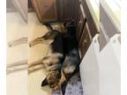 German Shepherd Dog DOG FOR ADOPTION ADN-764021 - Free to good home