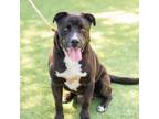 Adopt HUNK a Labrador Retriever, Boxer