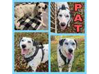 Adopt Pat a Dalmatian