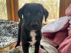 Adopt Willow's Puppy #1 a Catahoula Leopard Dog, Great Pyrenees