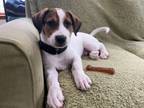 Adopt Jeff - Willow's Puppy #2 (good with dogs & cats) a Catahoula Leopard Dog