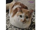 Adopt Orangy a Domestic Short Hair