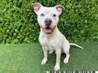 Adopt BOLT a Pit Bull Terrier