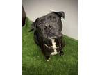 Adopt Tyson a Mastiff