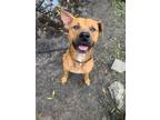 Adopt Brendan a Black Mouth Cur