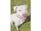 Adopt Azul a Dogo Argentino