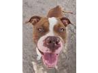 Adopt Tippie a Boxer