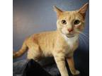 Adopt Psy a Domestic Short Hair