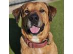 Adopt Lambo a Black Mouth Cur