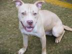 Adopt BOTTOMTOOTH a American Staffordshire Terrier, Mixed Breed