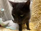 Adopt FINNIGAN a Domestic Short Hair