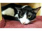 Adopt OREO a Domestic Short Hair