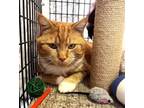 Adopt GARFIELD a Domestic Short Hair