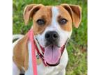 Adopt Bodhi a Boxer, Hound