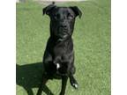 Adopt Toeman a Labrador Retriever