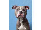 Adopt Kai a Pit Bull Terrier, Mixed Breed