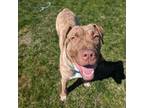 Adopt Duggy a Bullmastiff, Mixed Breed