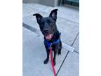 Adopt Dizzy a Labrador Retriever, Mixed Breed