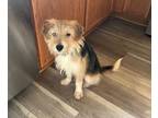 Adopt Scruff a Wirehaired Terrier