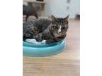 Adopt Julian a Domestic Short Hair