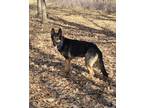 Adopt Scout a German Shepherd Dog