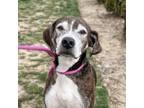 Adopt Mogli a Plott Hound, Mixed Breed