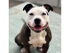 Adopt BEETLE a Pit Bull Terrier, Mixed Breed