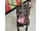 Adopt MAC a Pit Bull Terrier